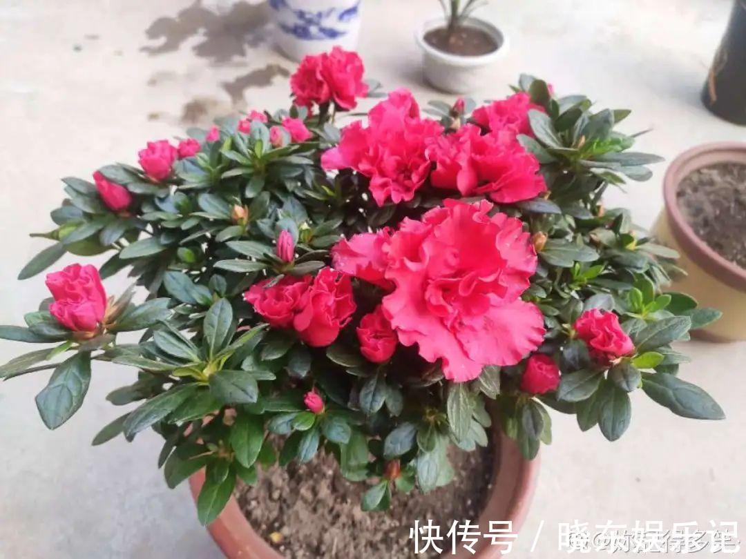 超实用的催花小技巧,效果太好,家里的花想开几次开几次!