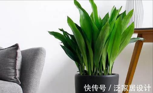 太阳花|8种“漂亮花”,堪称“不死花”,随便养一养,新芽爆满缸