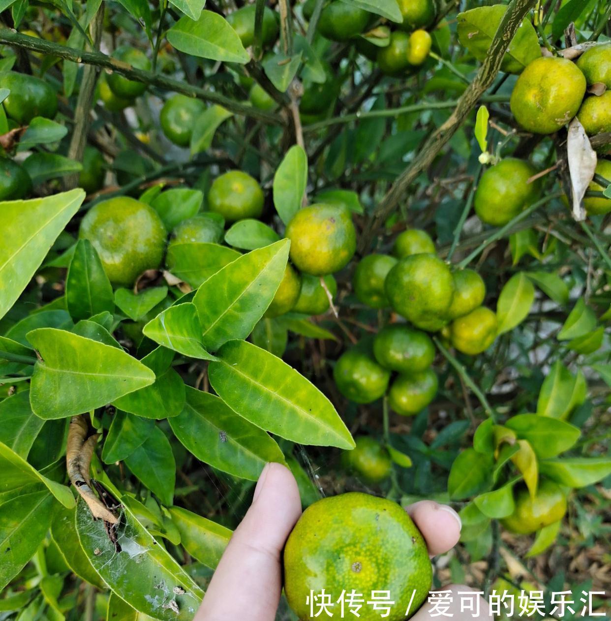 果子|阳台养花也种果,3种水果可盆栽,果子多、味道好、养护简单