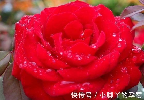 要想盆栽花卉长的旺，万能土不能少