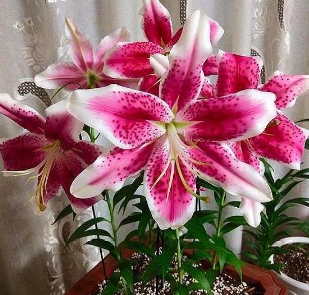 发财树|养花就养4种花，家里养一盆，花美心情好，一养就上瘾