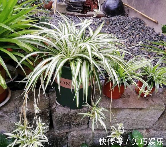 吊兰长了很多萝卜根有用吗吊兰分盆后萝卜根可以繁殖吗