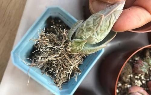 多肉植物越长越瘦是你不会捣鼓,教你4招,个个胖鼓鼓