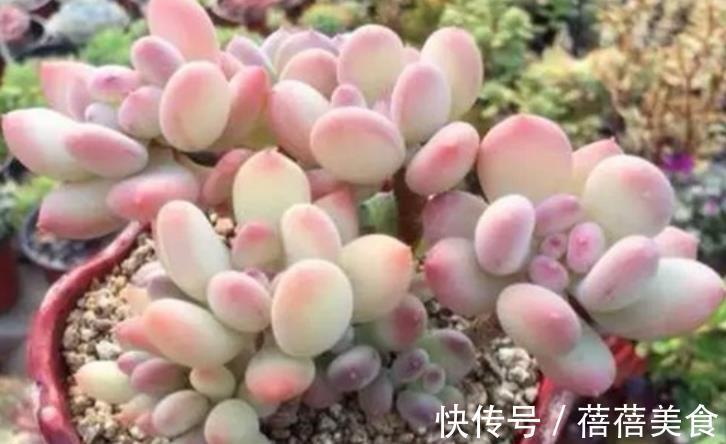盘点6种粉色系多肉,个个长得胖乎乎,皮实好养又可爱