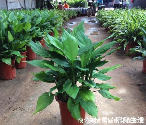 居家养花,推荐这8种,耐阴又好养,是家庭盆栽佳品!