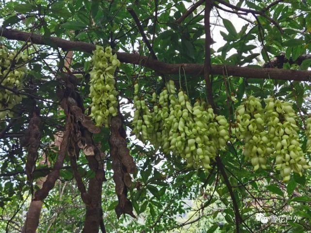 禾雀花开了吗？禾雀花已盛开