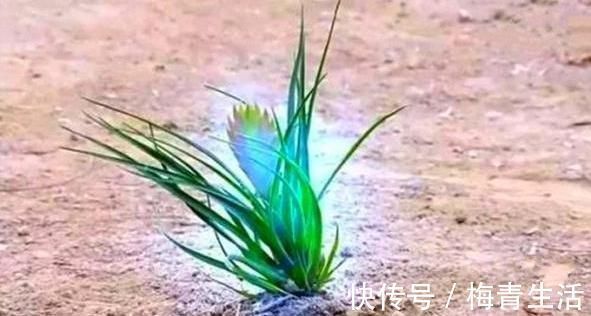 山海经#上古终南山中的水怪,《山海经》中的飞鱼,以及座驾的天体