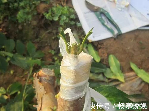 罗汉松芽接案例分享，台长教你玩出别出心裁的岭南盆景！