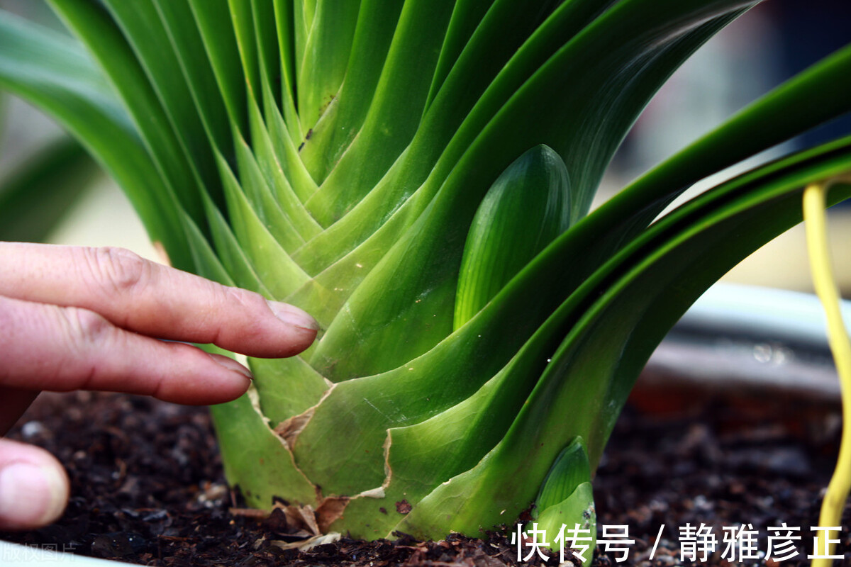 叶纹|君子兰长得好不好，不在于开不开花，而在于这三个地方