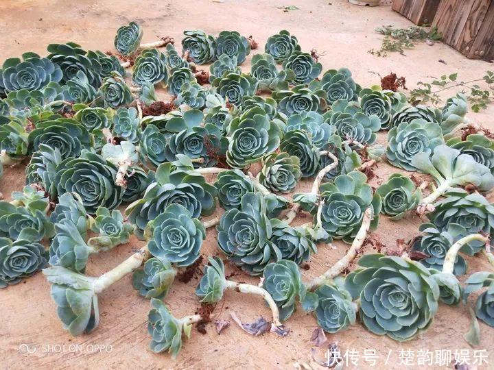 生石花|6种多肉太难养，赶紧留个种，省得每年都要重新买！