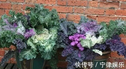 阳台种菜乐趣多,4种适合盆栽的蔬菜,养上几盆,绿色健康又好吃