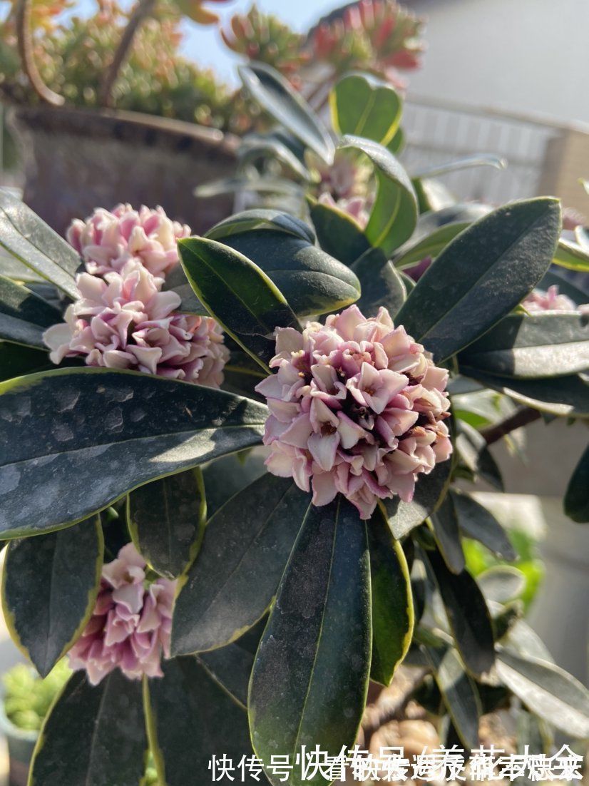 阳性|耐阴花就养这5种，阴凉地儿也能开花，颜值一点不比阳性植物低