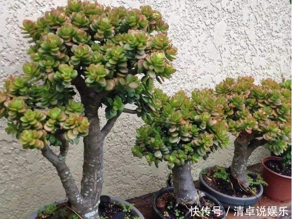 玉树年限到了不开花以下3个方面多注意,玉树花开爆盆又长久