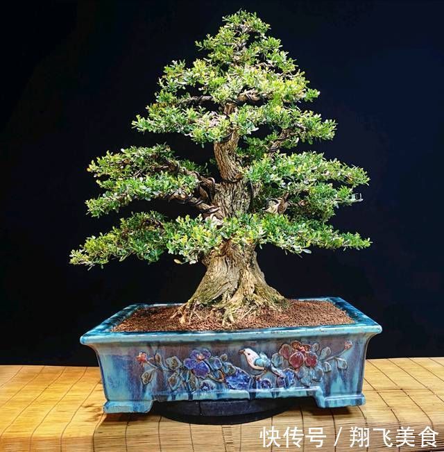 盆景大咖说玩盆景少不了玩根,那么盆景桩头的根系造型有哪些