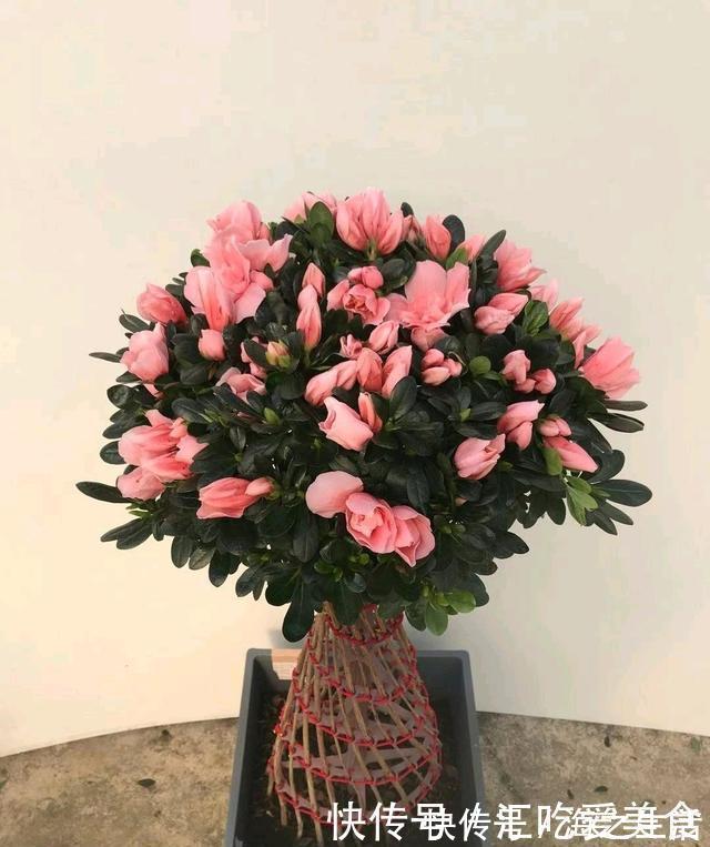 三角梅山茶杜鹃不开花，黄叶多，多用2种水，花勤量大，叶子绿