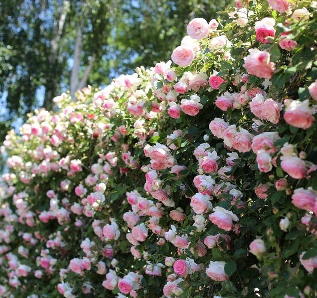 分枝|月季寿命有多少年养的时间越久长的越差,开花又少又小怎么办