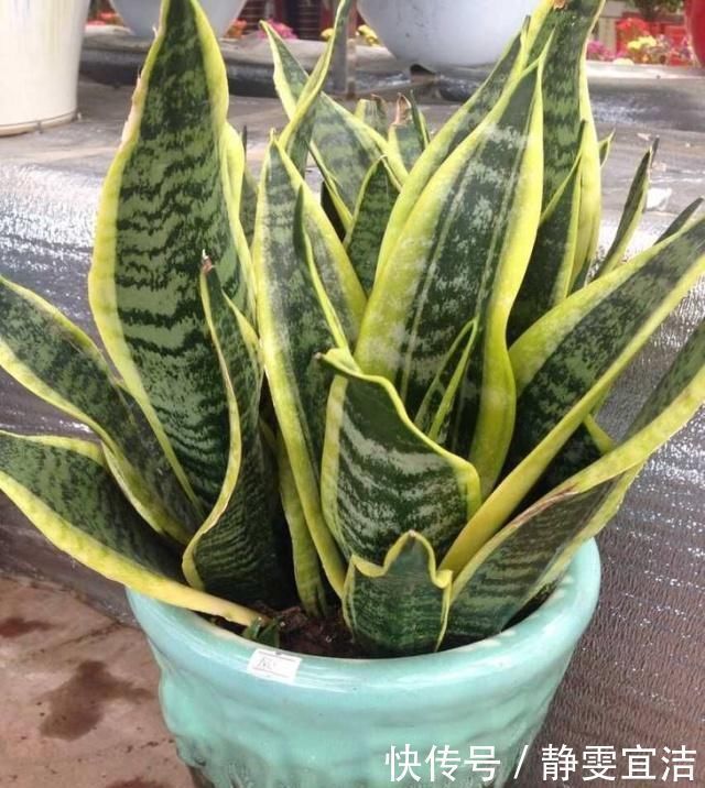 虎皮兰|养虎皮兰，3大“死穴”别碰，一碰黄叶、烂根，没新芽