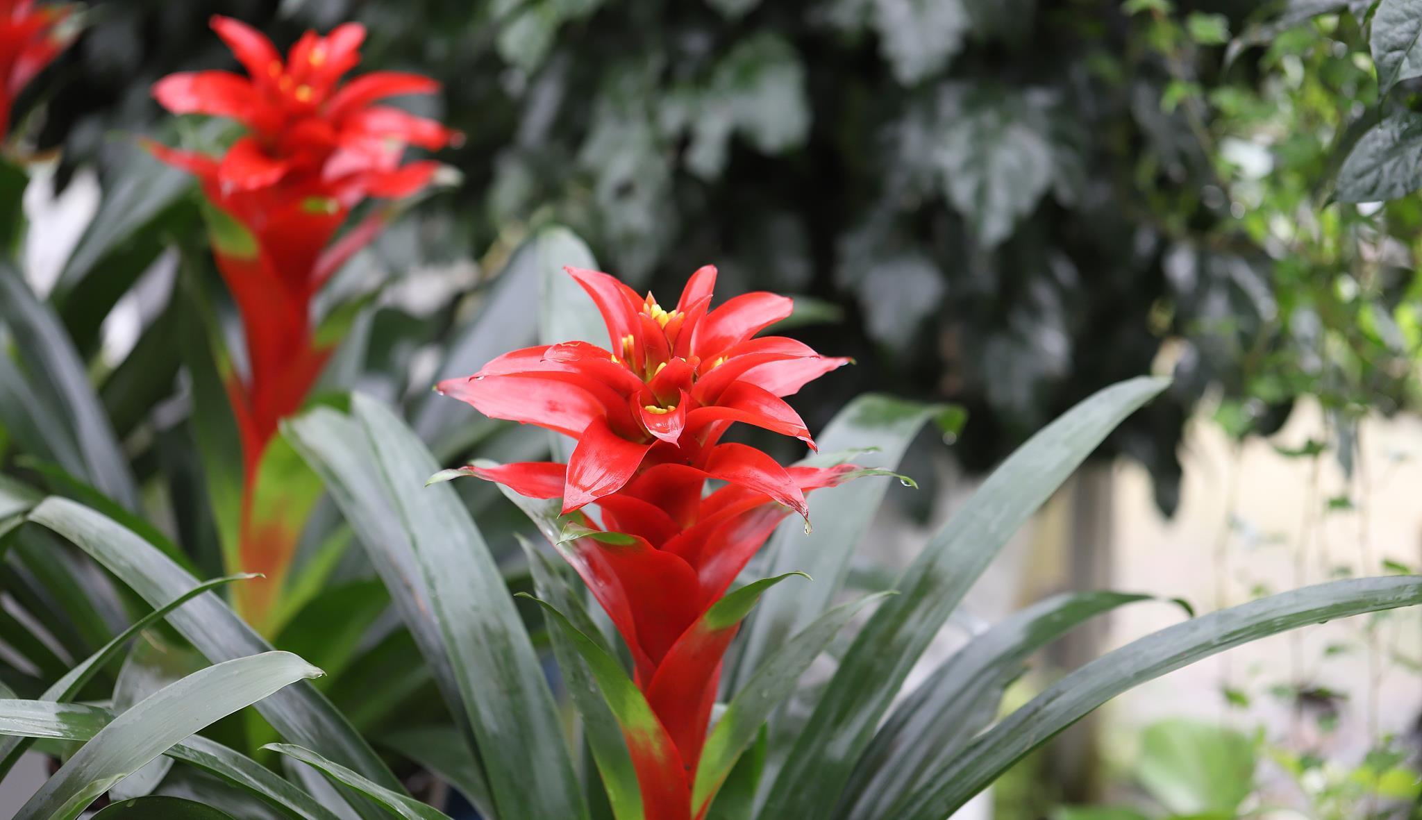 光照|喜阴的室内植物花卉有哪些