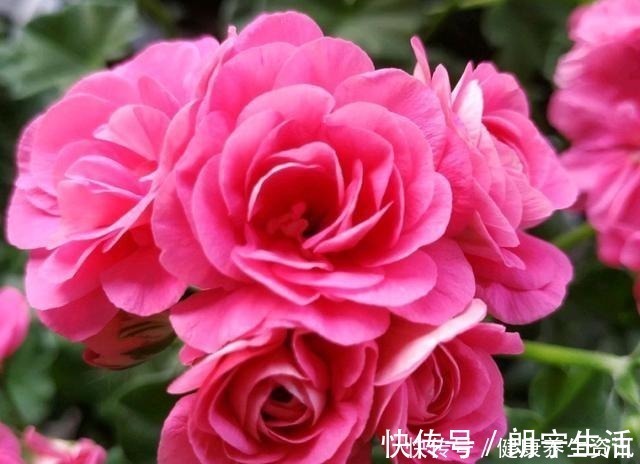 香味|开花漂亮，花期长又勤花，连叶子都带香味，这种花值得养！