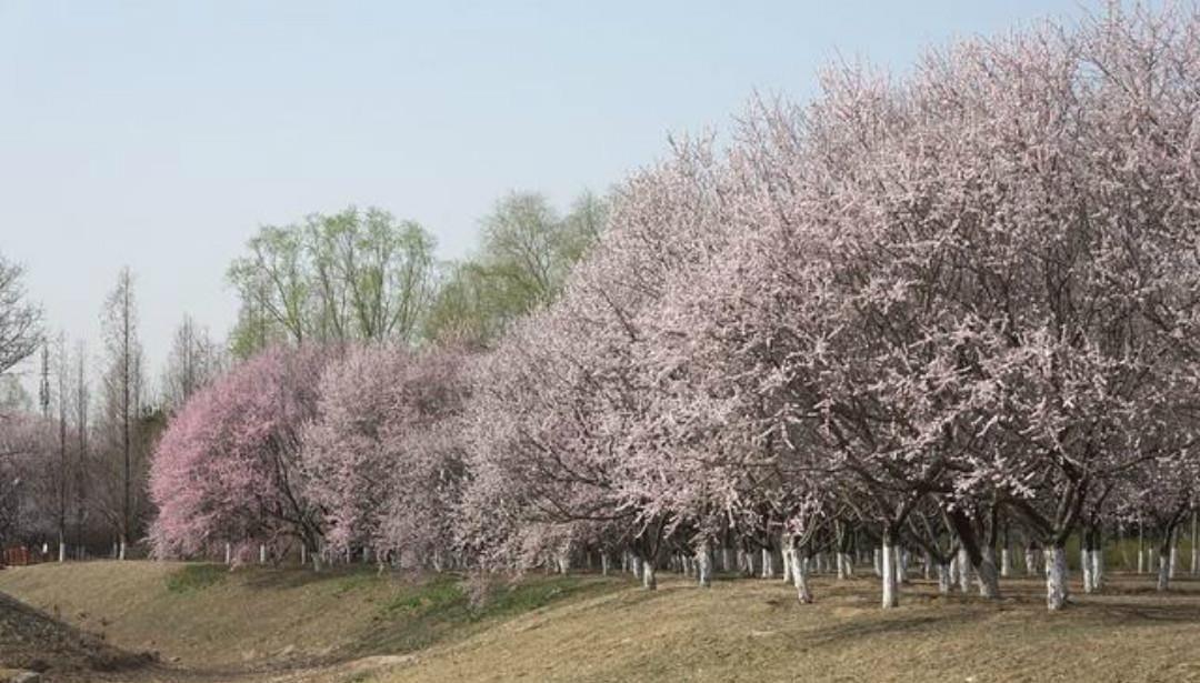 上片!辛弃疾一首高水平之作,通篇美得令人惊艳,值得我们一读再读!