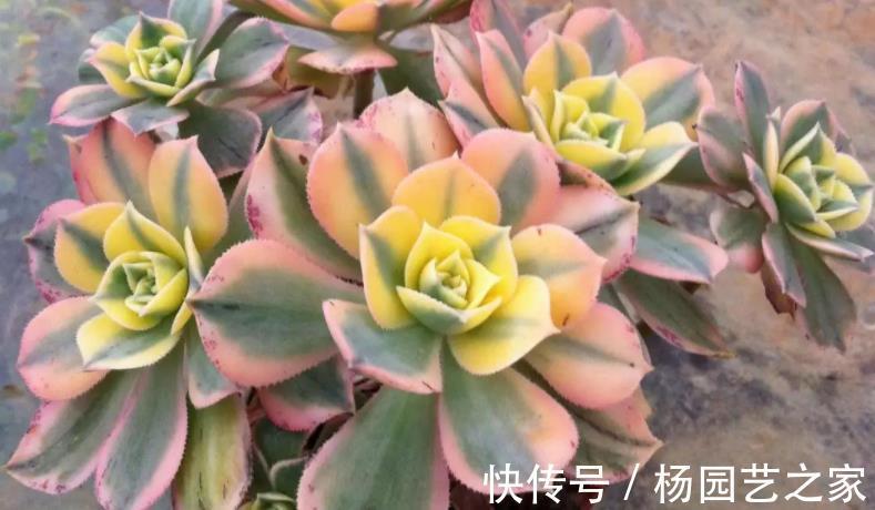 花友|这3类多肉盆栽价钱合适也不值得入手,养不久、养不活