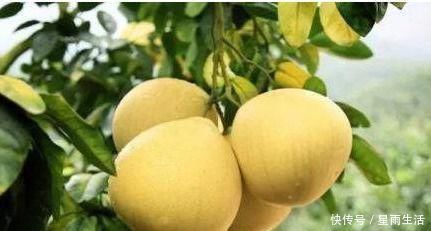 柚子|聪明人爱吃几种食物，排毒养颜，延缓衰老，早吃早好