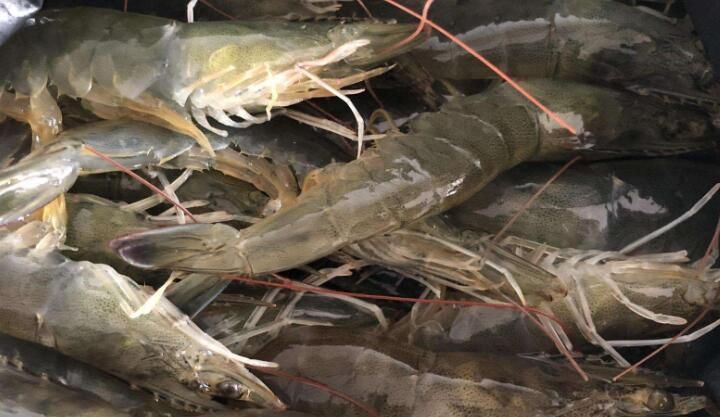 大虾最好吃的做法,不清蒸,不油炸,简单一做鲜美好吃又营养,香