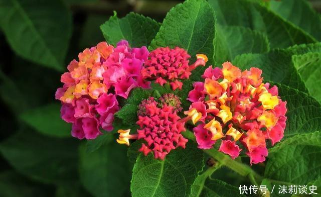 家养几款花卉,不用费心,就能长的特别好,颜值超高超美的