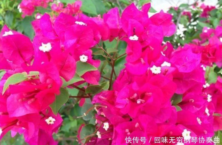 4种花是真正的“开花机器”，好养易活，还可净化空气