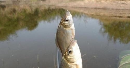 小鱼闹窝就不钓了记牢老钓友这“妙招”,上钩的全是大鱼,莫忽视