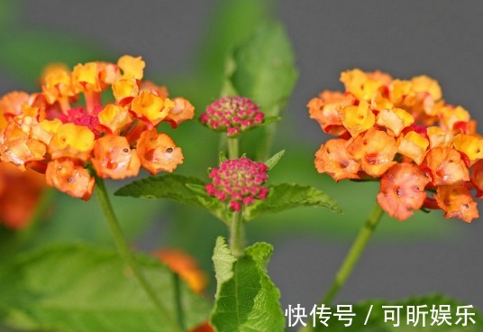 虎刺|温度高养花总是养死，不妨试试这些花朵，式好养、开花多、不怕热