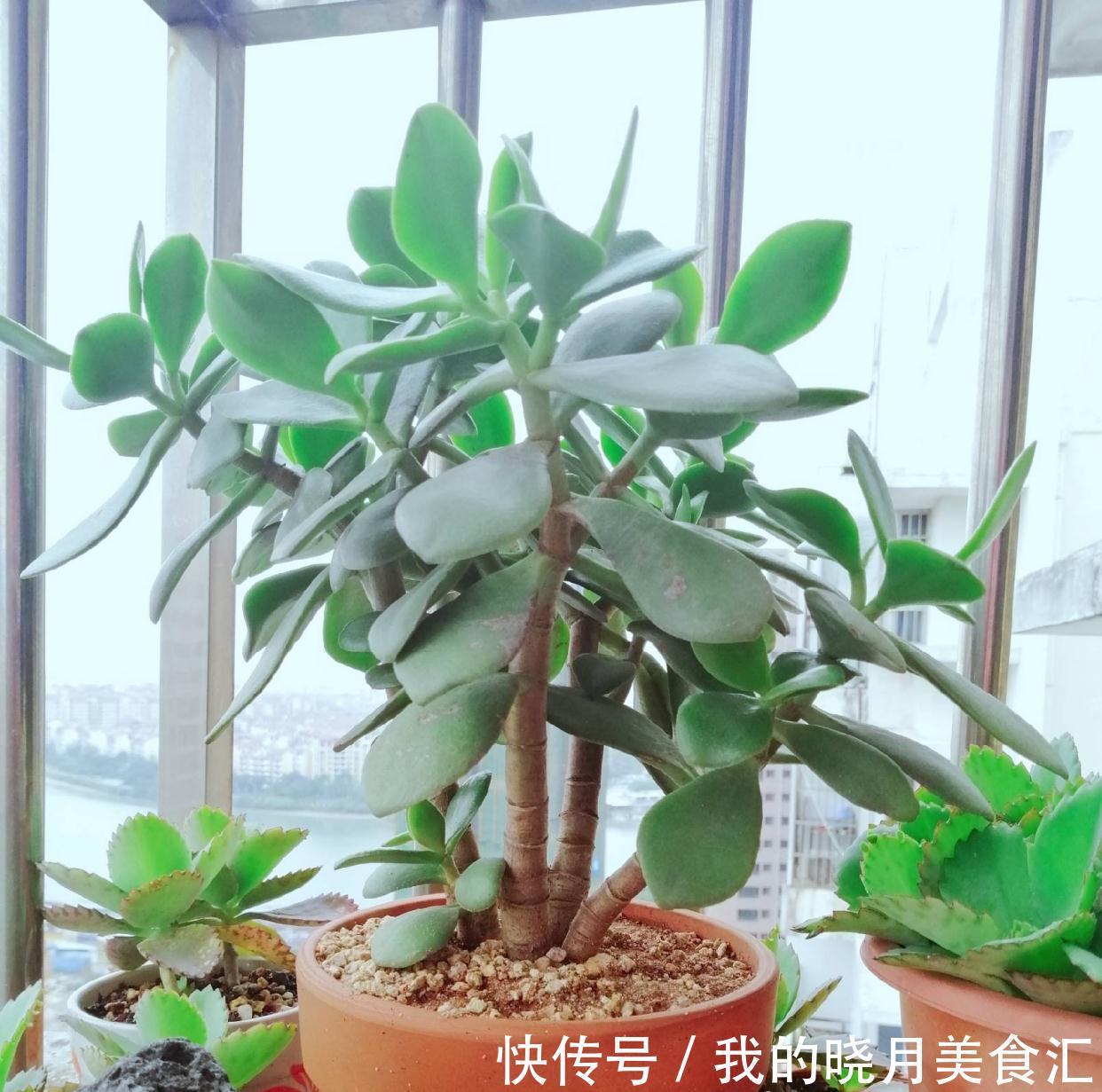 玉树|玉树长得慢?2个方面来改善,长势快、枝干壮、能开花、变老桩