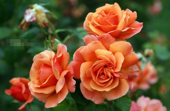 喜欢菊花,不如养盆“精品玫瑰”假日公主,颜色亮丽,充满活力