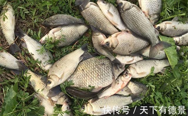 同样是蚯蚓做饵料,为何收获的差异巨大?其实你真的不会用蚯蚓