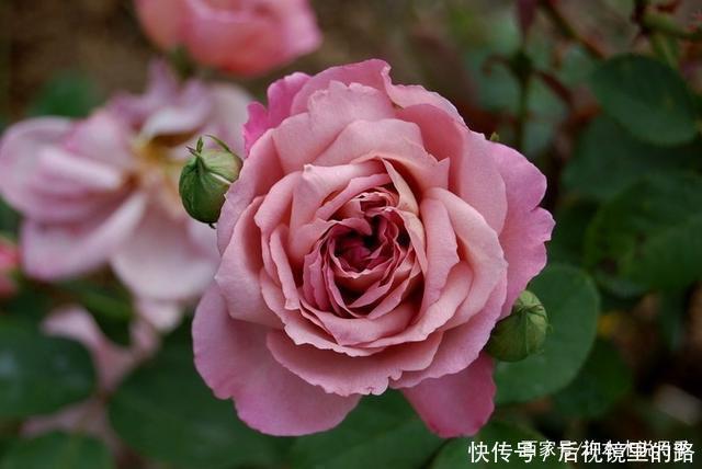 20款紫色月季品种。浓香、抗病非常好养,天然紫色唯美盛开