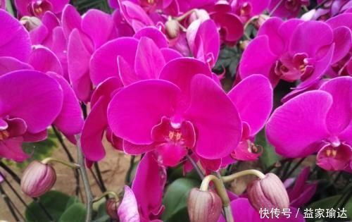 养护|去一趟花市,没花1分钱,捡来一堆花,养30天长成旺盛盆栽