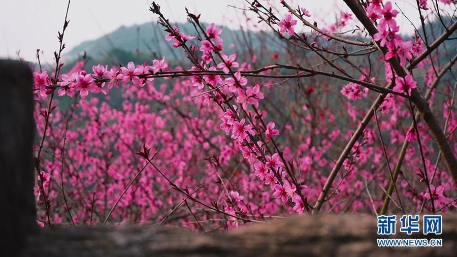 新华网：重庆：彼岸花开 江湾桃林相映红