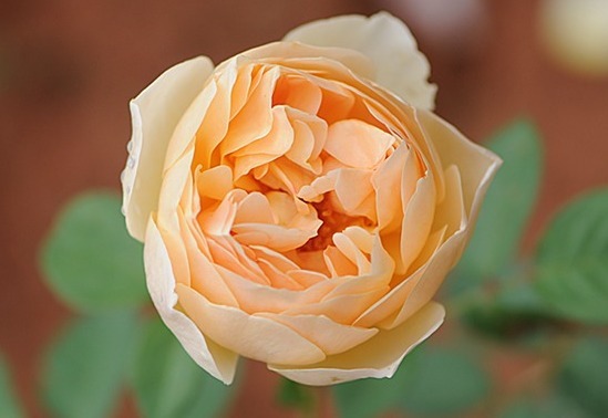 “玫瑰珍品”仲夏，热情如火，花色艳丽，可以说是养花必备