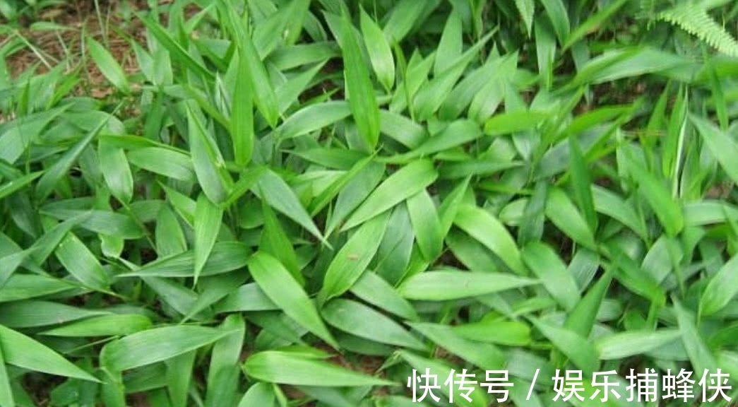 野生|农村这种野生的植物,拿来煲汤喝起来美味,营养价值也高!