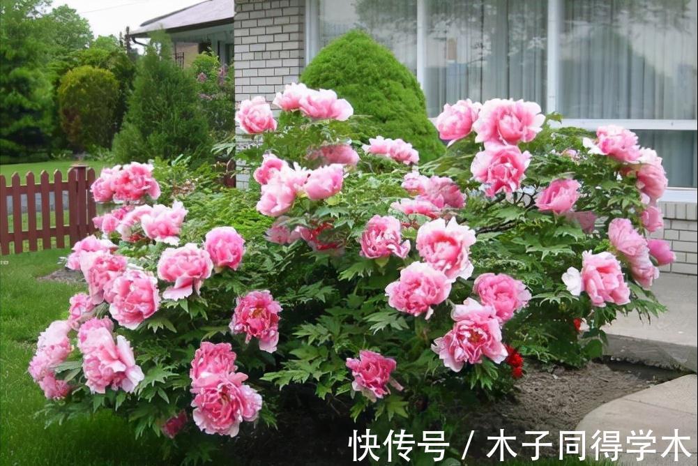 兰花|5种“长命花”,富贵又吉利,越养越值钱,赶紧养一盆做传家宝