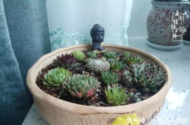 欧紫|我是多肉飘窗党，我来晚了！我是多肉飘窗党，我来晚了！