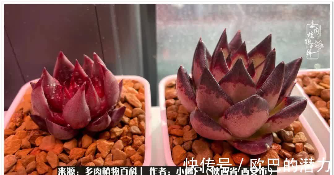 从景天到水泡和肉锥,那些年阳台种植多肉的历程!