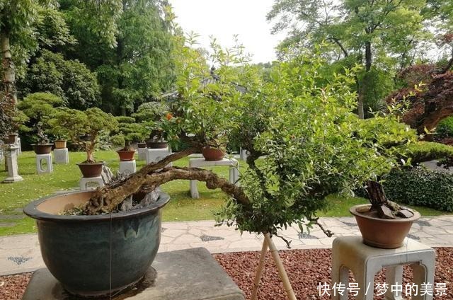 百年石榴盆景今又盛放