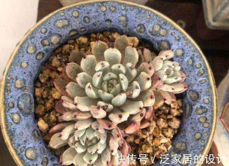 秋天|秋天养多肉,蚧壳虫来袭怎么办?3种土方法,害虫一个都逃不了