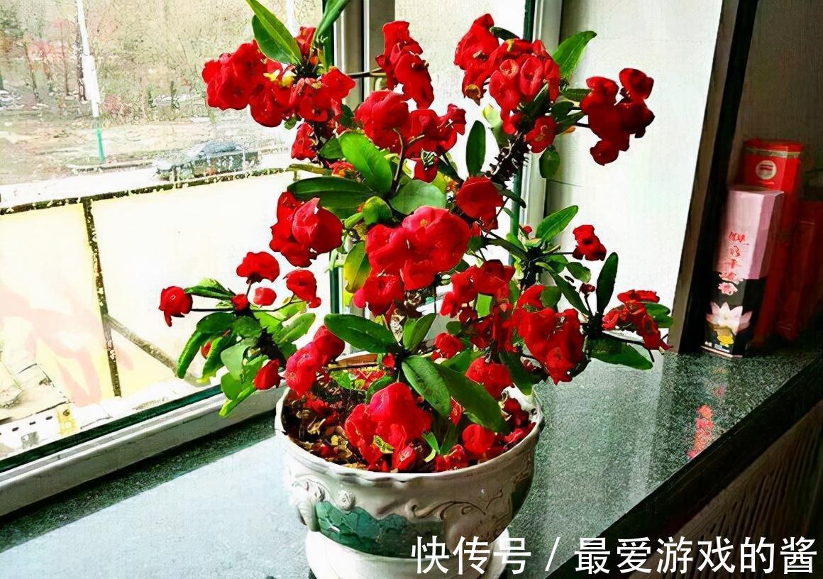 适合10月扦插的“5种花”，喜欢不要花钱买，几根枝条就能插一盆