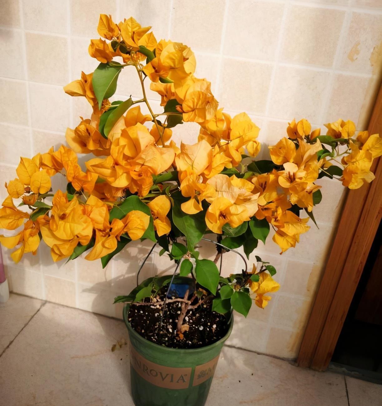 光照|又到了三角梅盛开的季节，做好3步，阳台也能养很好，照样爆花