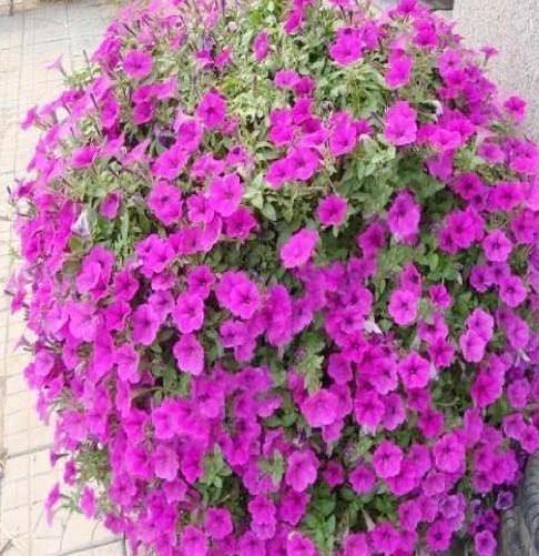 盆栽矮牵牛这么样长的快,花开的多,叶子绿油油的非常漂亮