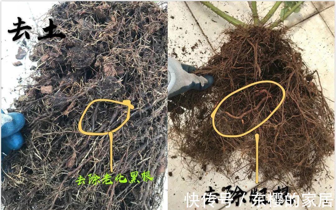 换盆时机到了，有这花赶紧换，换完立马疯长！