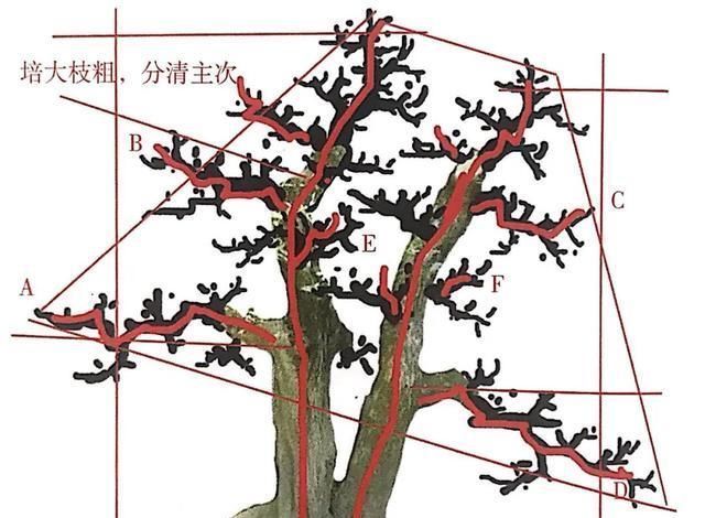 一盆九里香,阳台香飘飘,6款盆景造型玩法,哪一款受你青睐