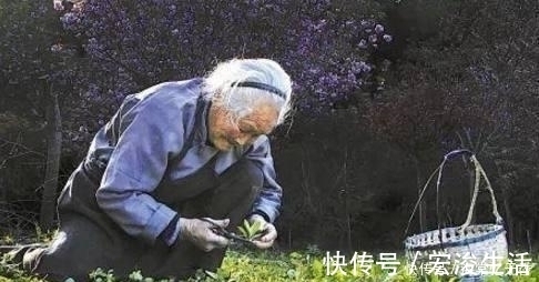明星|在不吃它就太亏了, 它既是“野菜之王”又是抗癌明星, 要多吃!